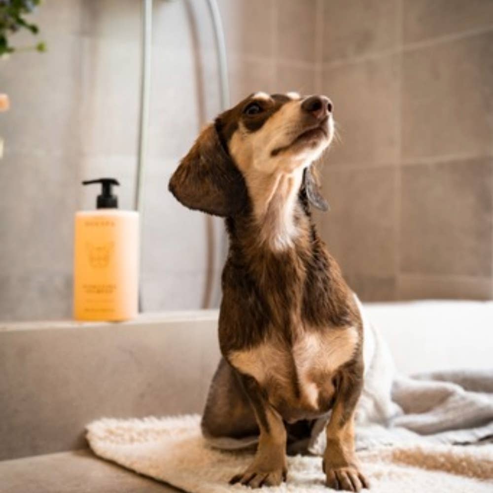 Hydratisierendes Hundeshampoo | Jasminduft | Jetzt online kaufen bei Dogs & Lifestyle
