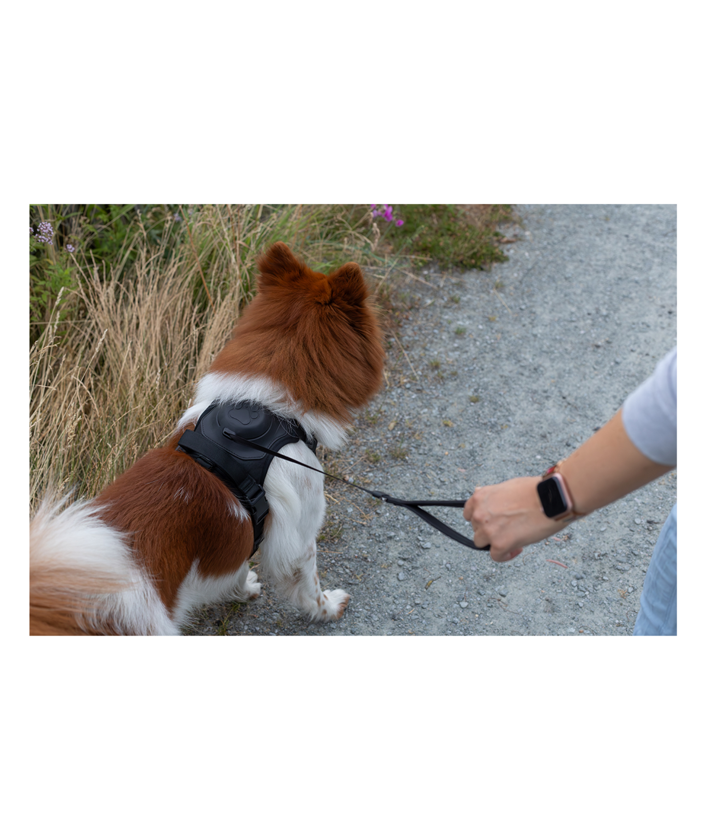 Hundegeschirr mit integrierter Leine | schwarz | Jetzt online kaufen bei Dogs & Lifestyle