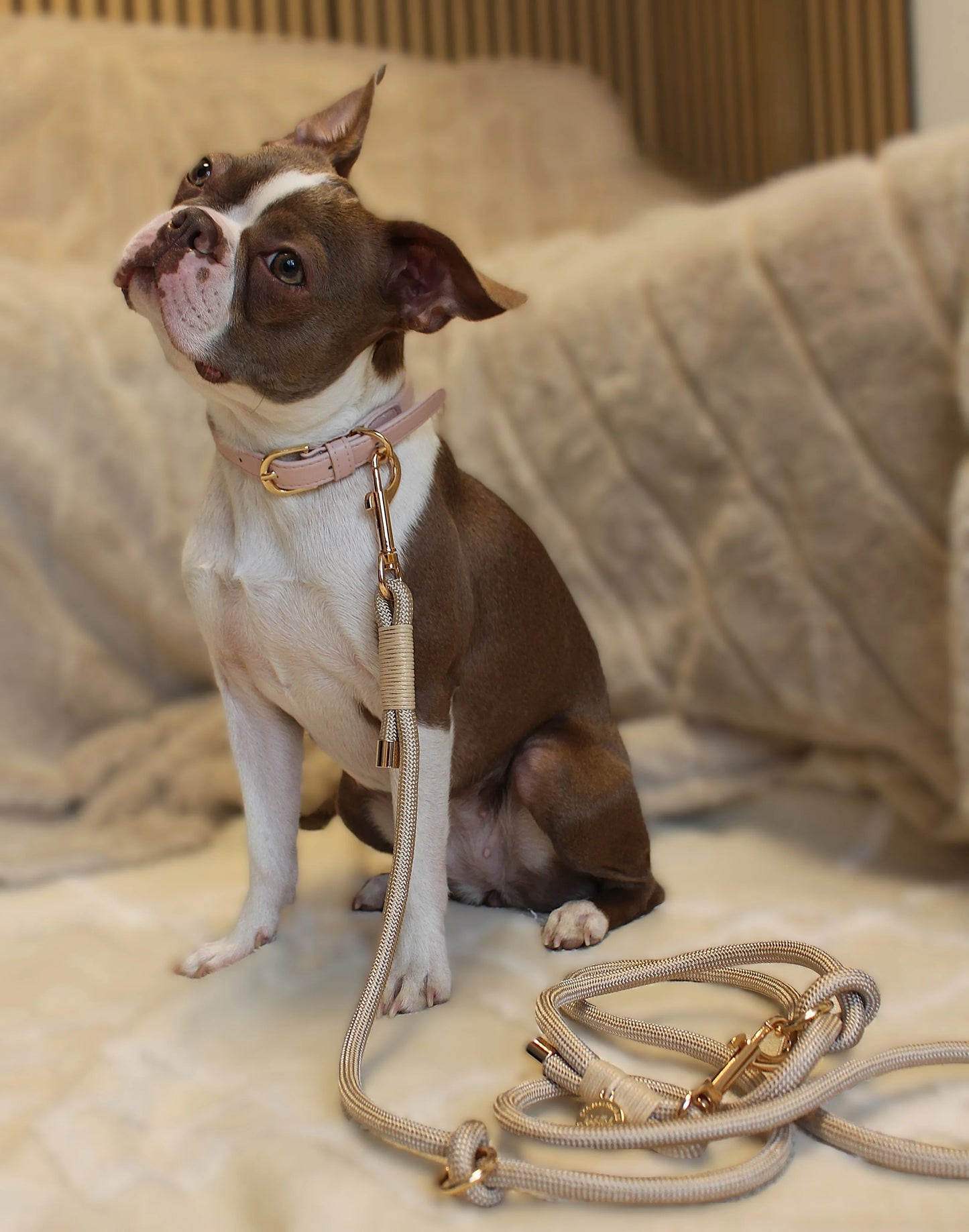 Halsband Samt & veganes Leder | rosa | Jetzt online kaufen bei Dogs & Lifestyle