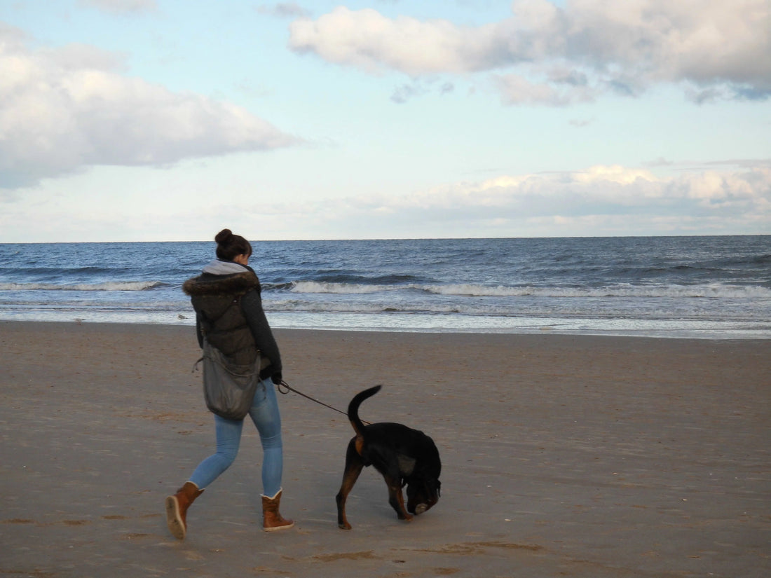 Leben mit reaktivem Hund - Dogs & Lifestyle