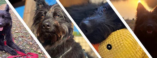 Wegsehen ist keine Option! - Dogs & Lifestyle