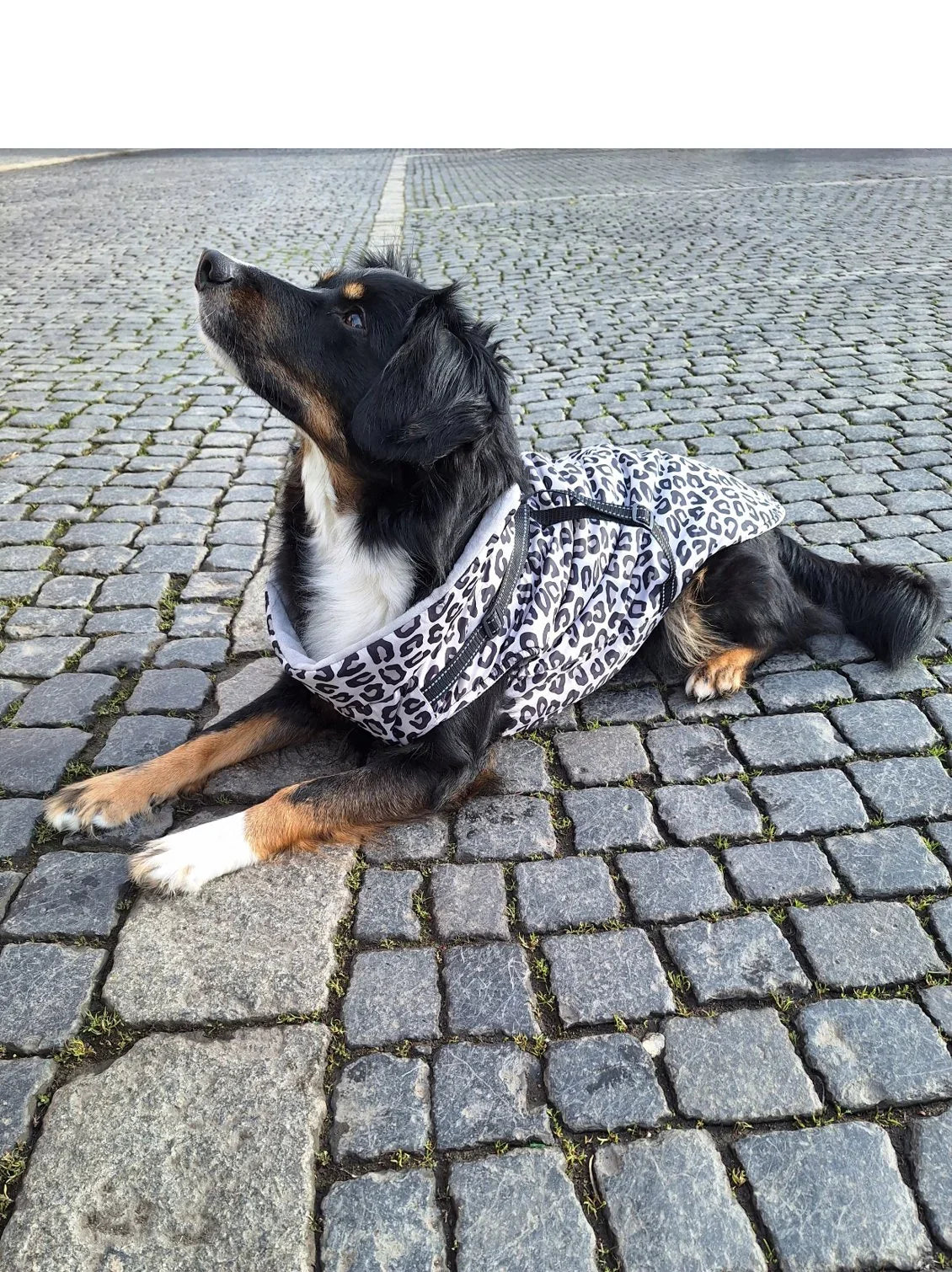 Gassi - Dogs & Lifestyle