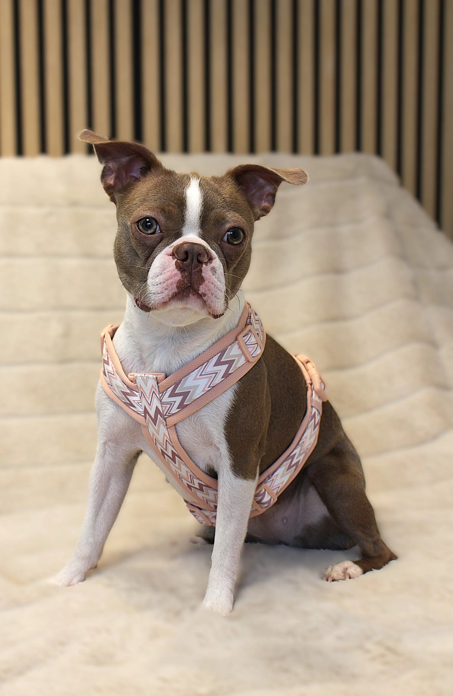 Geschirre - Dogs & Lifestyle