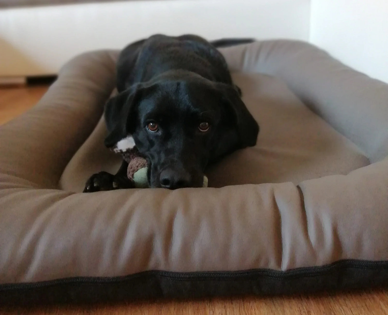 Für Daheim - Dogs & Lifestyle