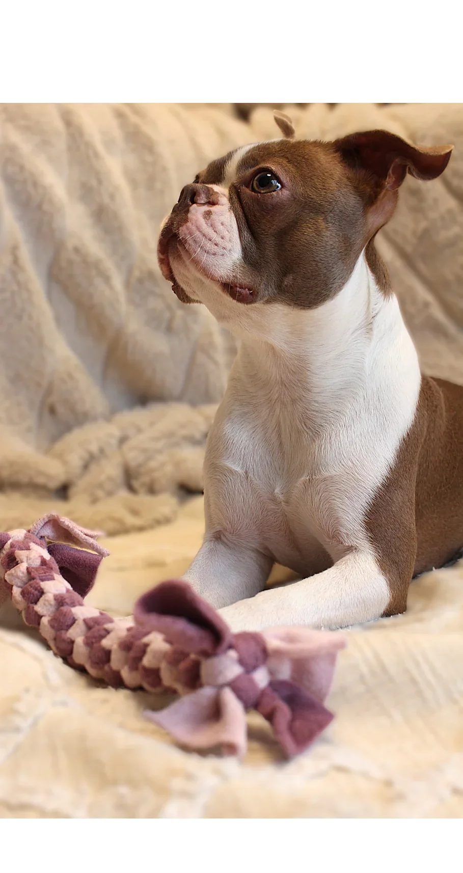 Schlotzebänder - Dogs & Lifestyle