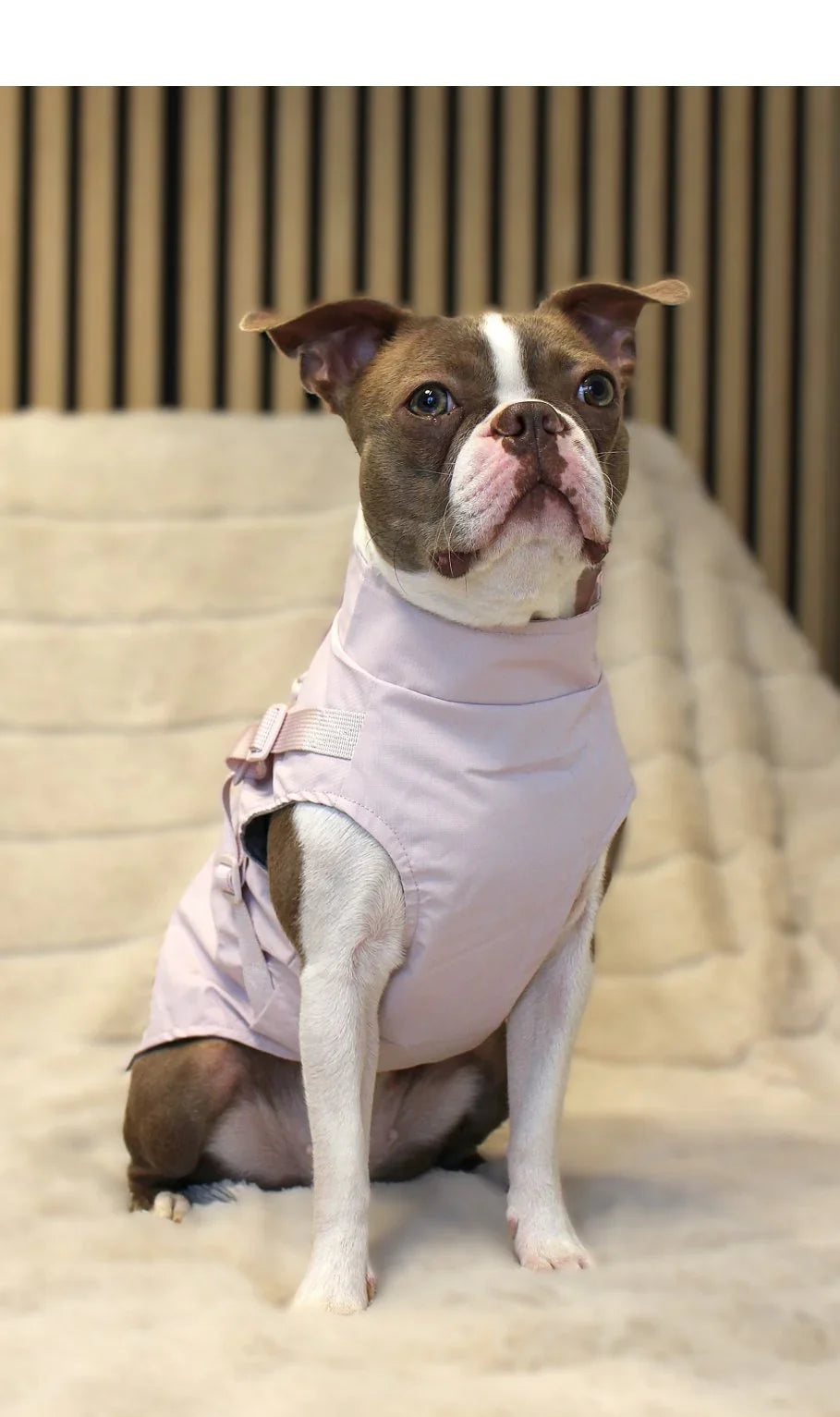 Hundemäntel - Dogs & Lifestyle