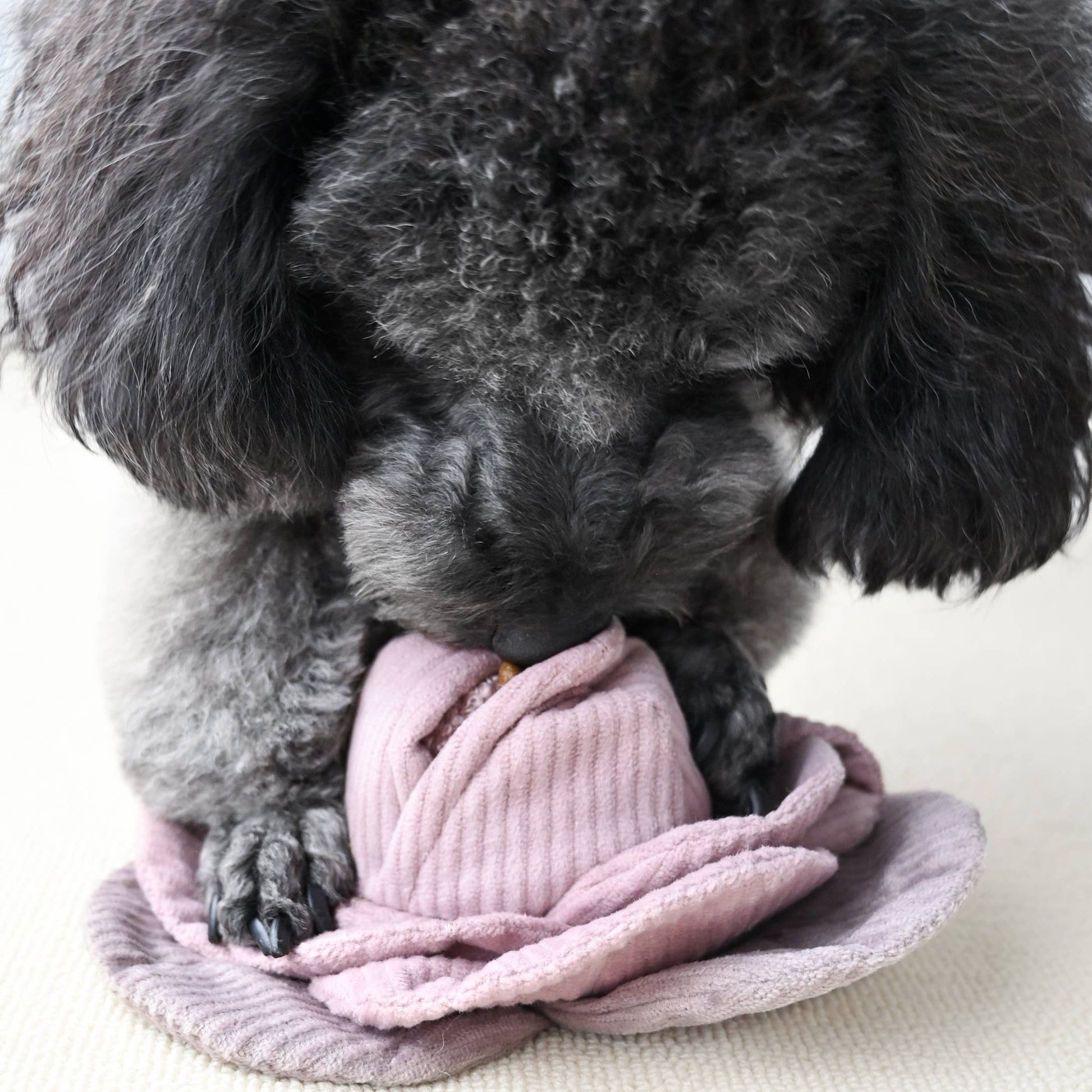 Hundespielzeug mit Belohnungseffekt | Kohl POPPI | versch. Varianten | Jetzt online kaufen bei Dogs & Lifestyle