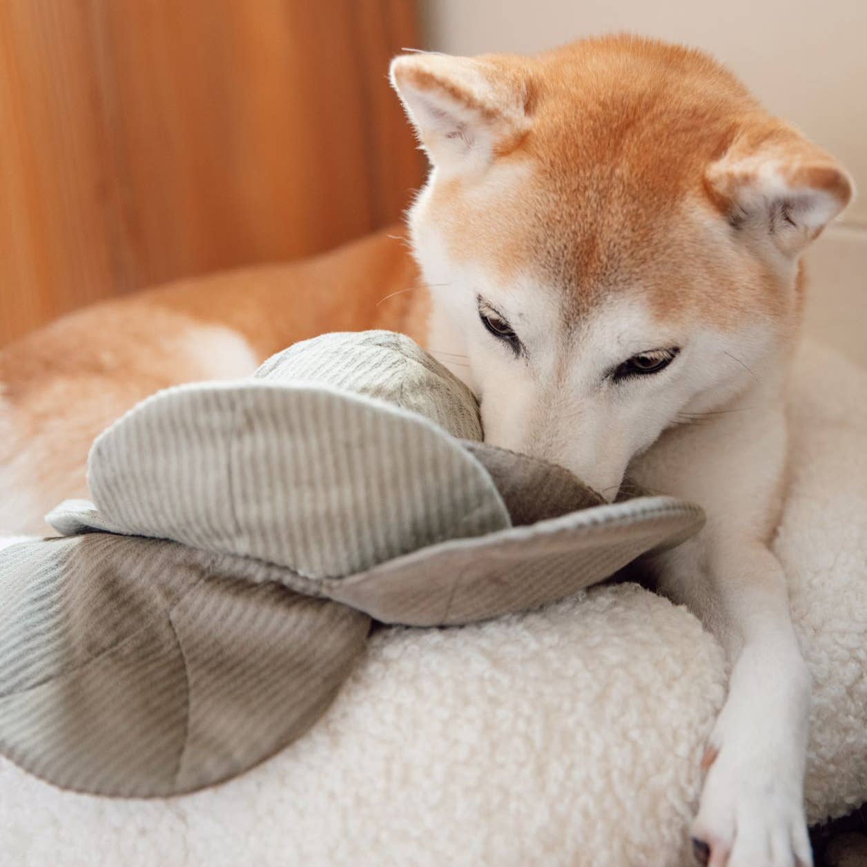 Hundespielzeug mit Belohnungseffekt | Kohl POPPI | versch. Varianten | Jetzt online kaufen bei Dogs & Lifestyle