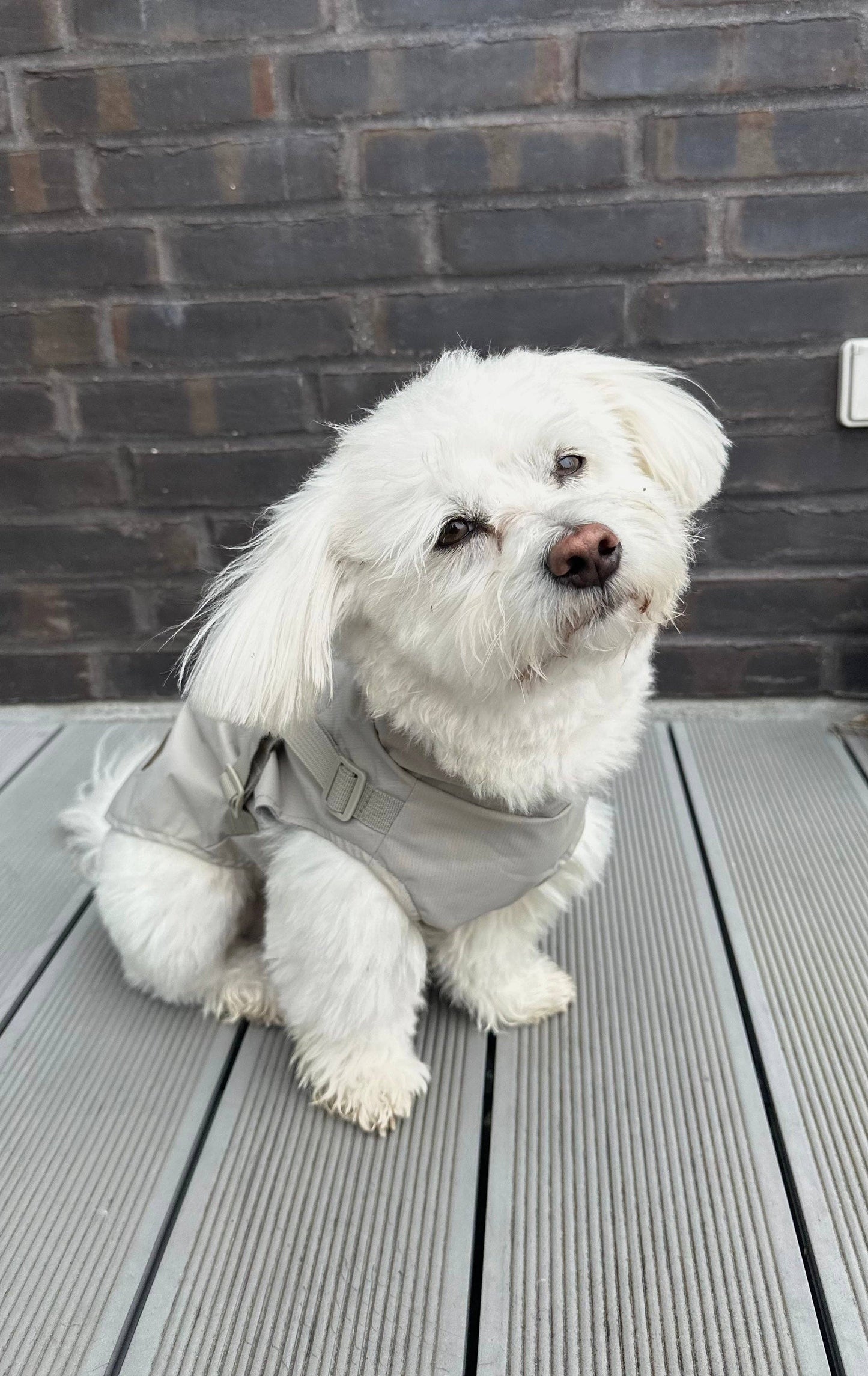Hunde-Regenmantel | beige | Jetzt online kaufen bei Dogs & Lifestyle