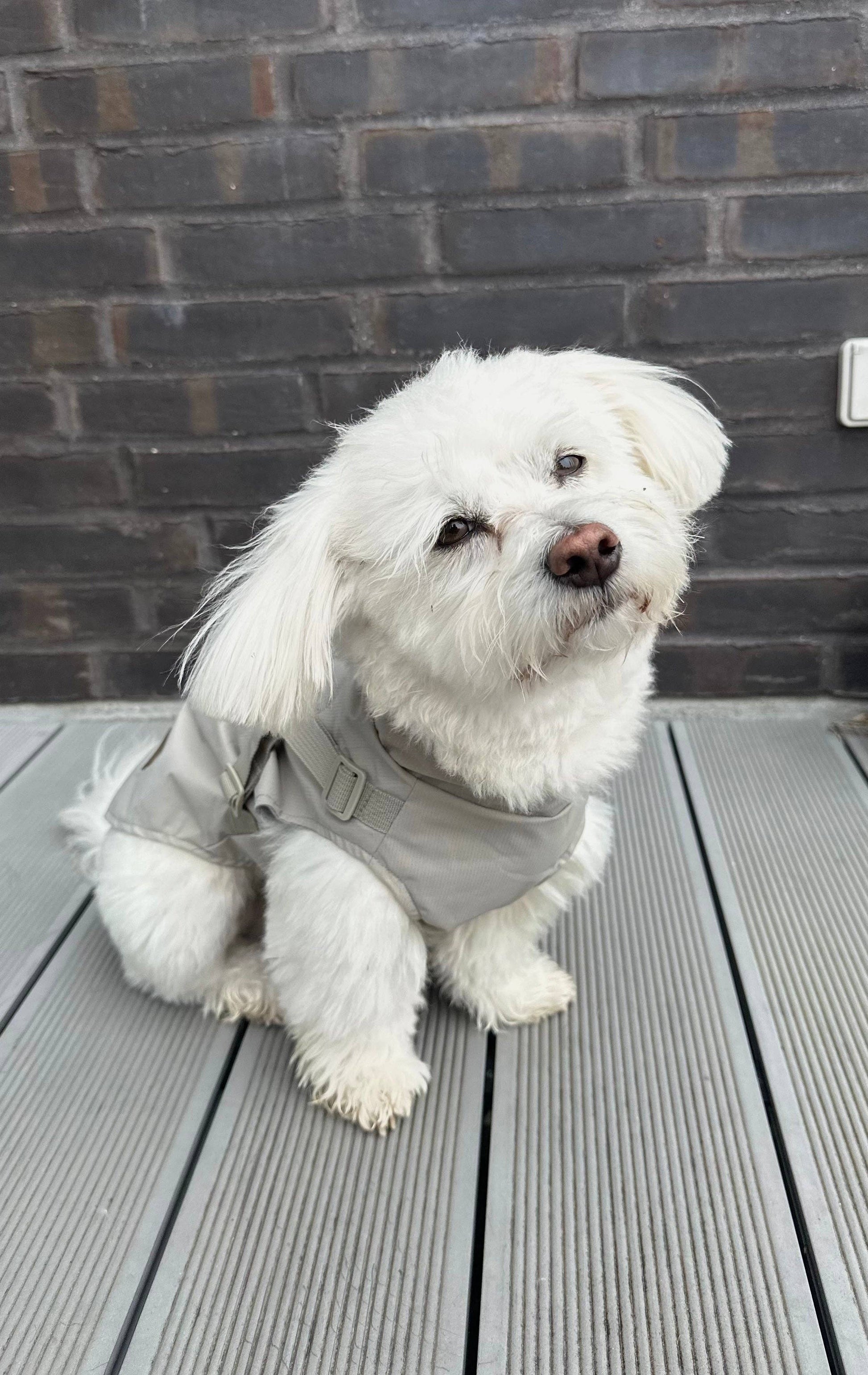 Hunde-Regenmantel | beige | Jetzt online kaufen bei Dogs & Lifestyle