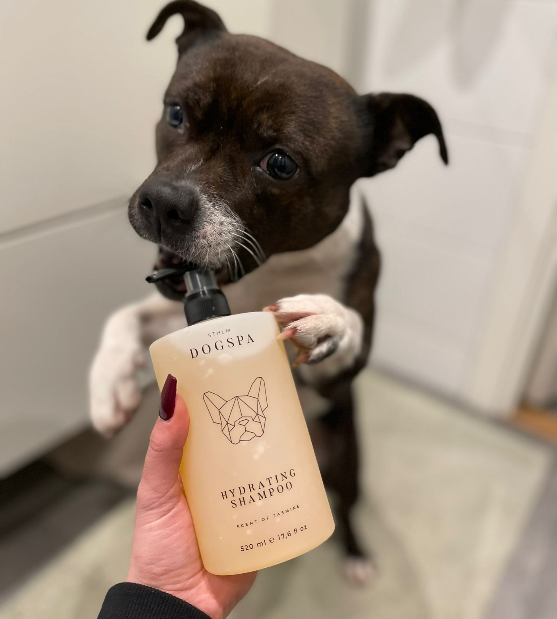 Hydratisierendes Hundeshampoo | Jasminduft | Jetzt online kaufen bei Dogs & Lifestyle