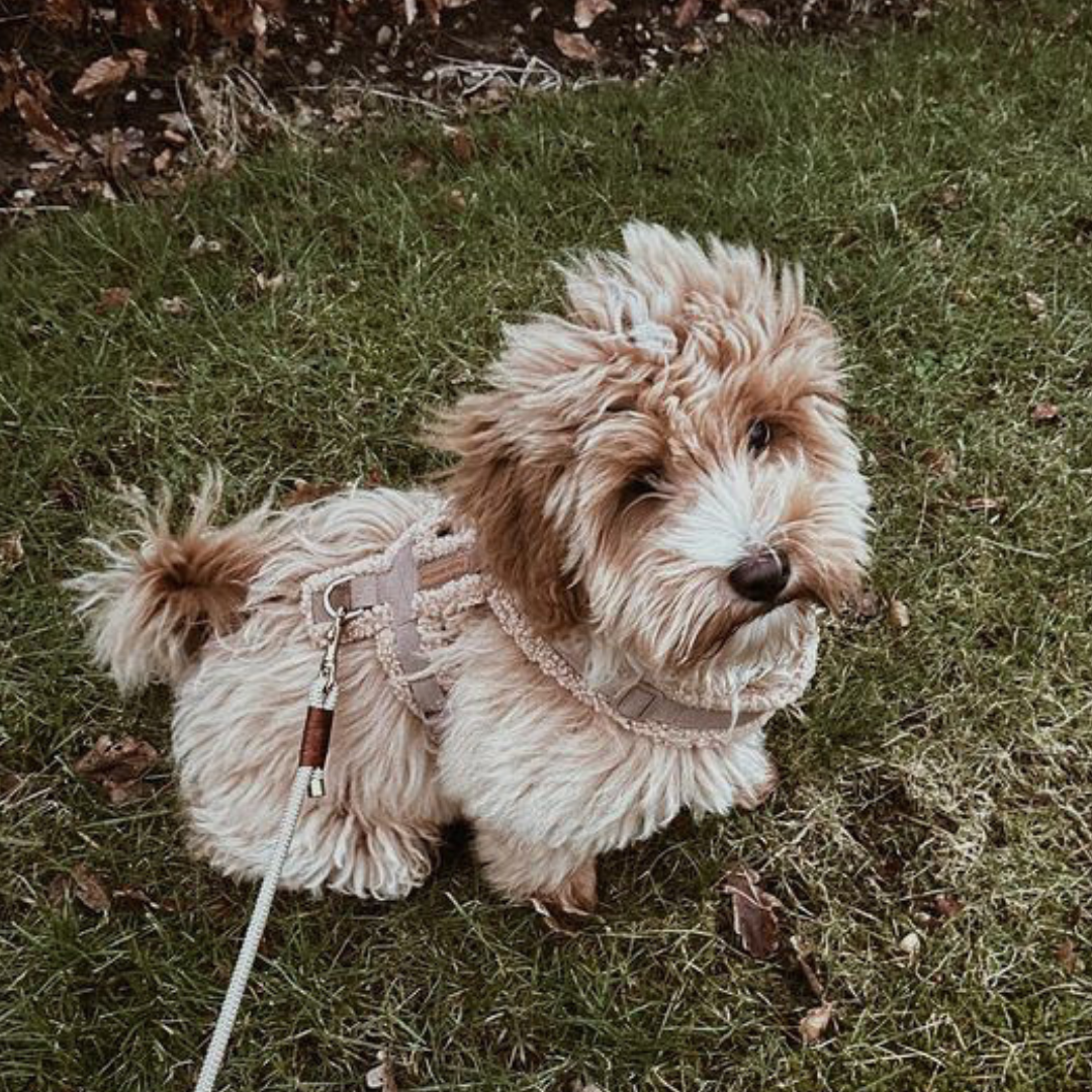 Hundegeschirr Teddy | braun | Jetzt online kaufen bei Dogs & Lifestyle
