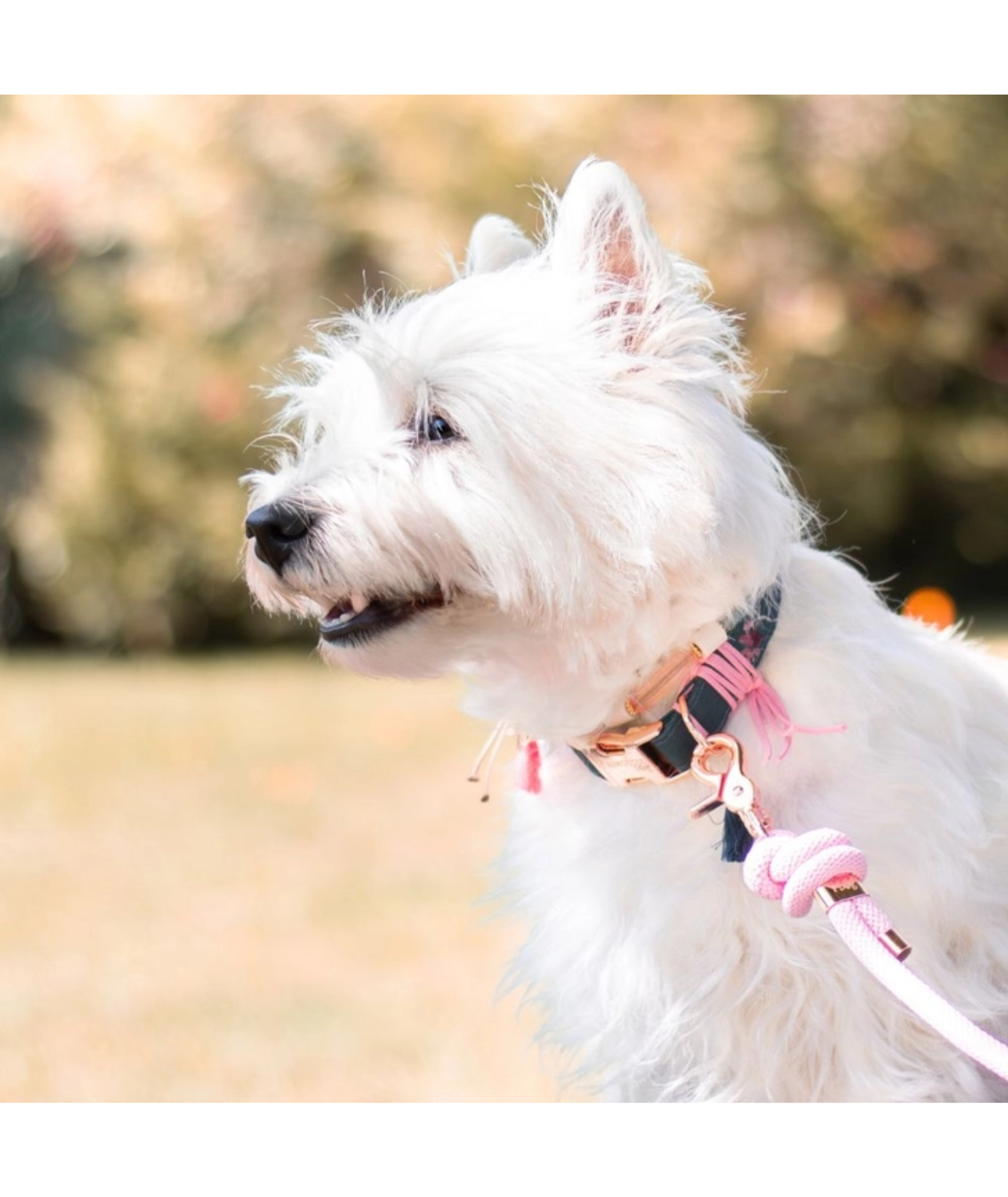 Halsband Alicia | grün mit floralem Muster | Jetzt online kaufen bei Dogs & Lifestyle