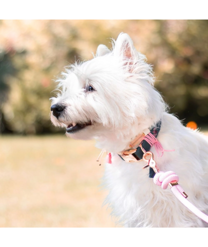 Halsband Alicia | grün mit floralem Muster | Jetzt online kaufen bei Dogs & Lifestyle