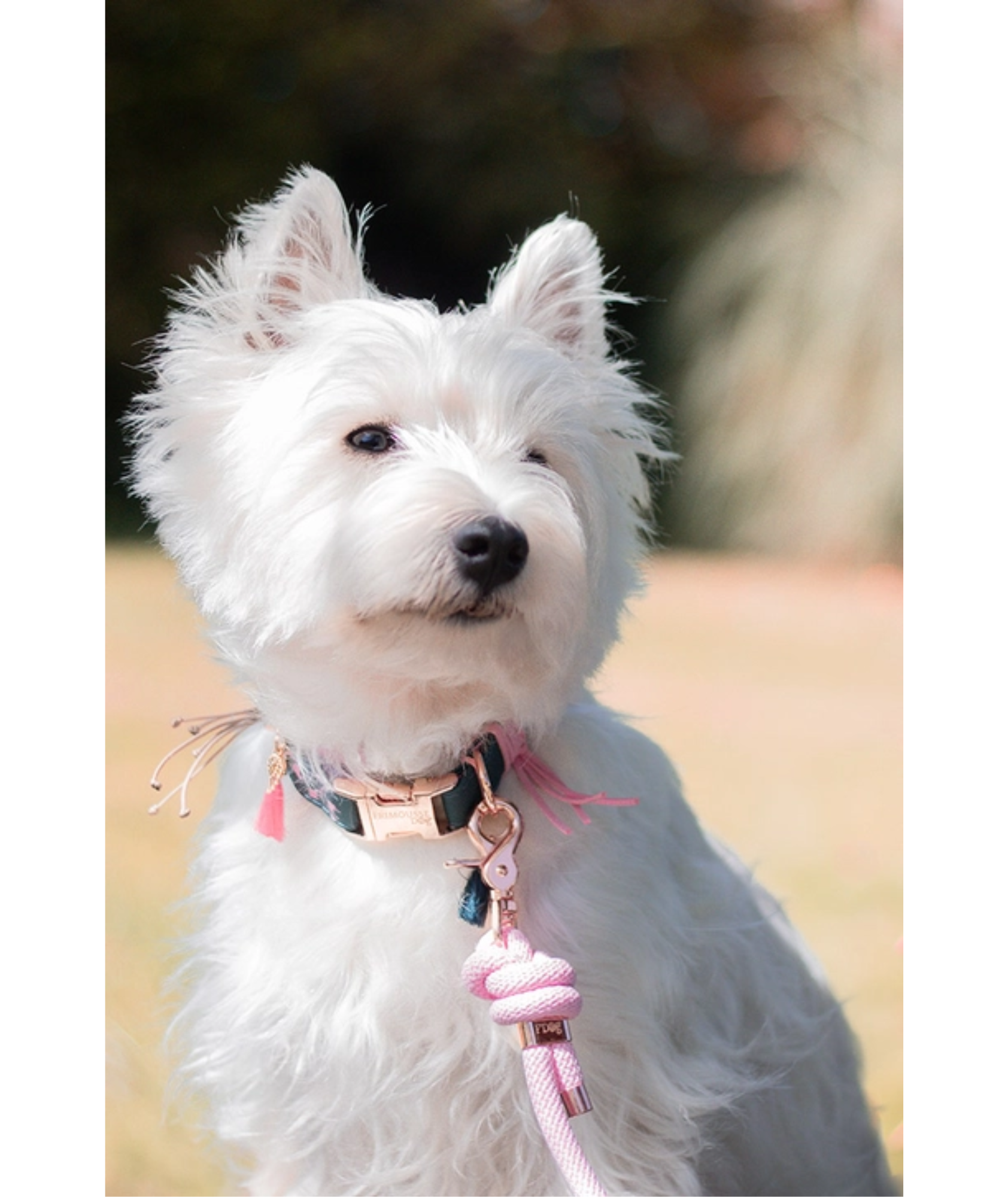 Halsband Alicia | grün mit floralem Muster | Jetzt online kaufen bei Dogs & Lifestyle