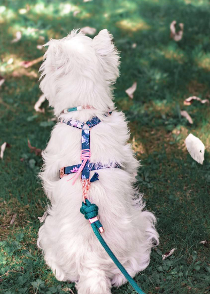 Hundegeschirr Alicia | grün mit floralem Muster | Jetzt online kaufen bei Dogs & Lifestyle