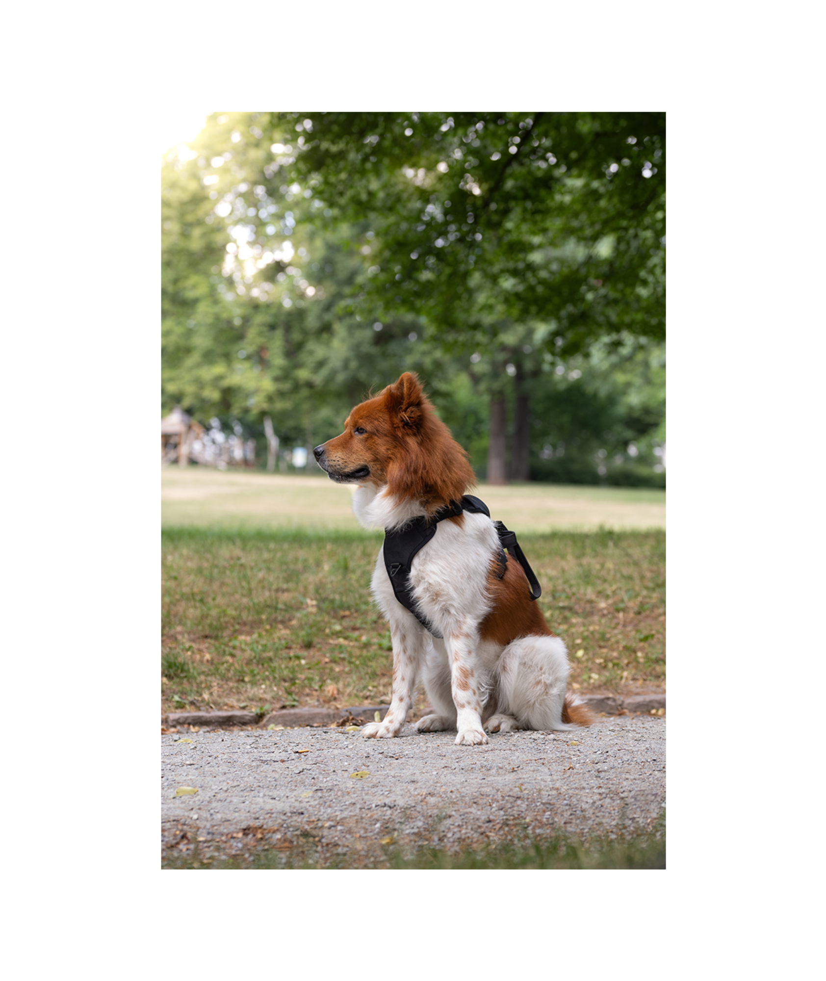 Hundegeschirr mit integrierter Leine | schwarz | Jetzt online kaufen bei Dogs & Lifestyle