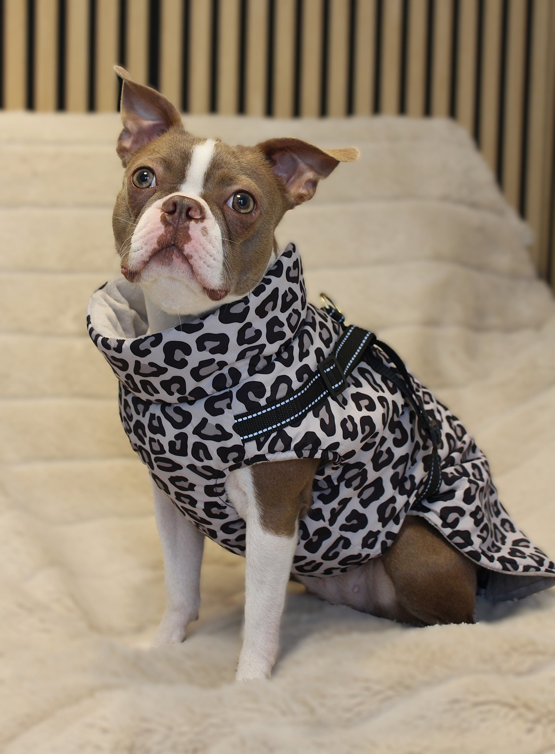 Hundemantel mit Geschirr | Leo-Print | Jetzt online kaufen bei Dogs & Lifestyle