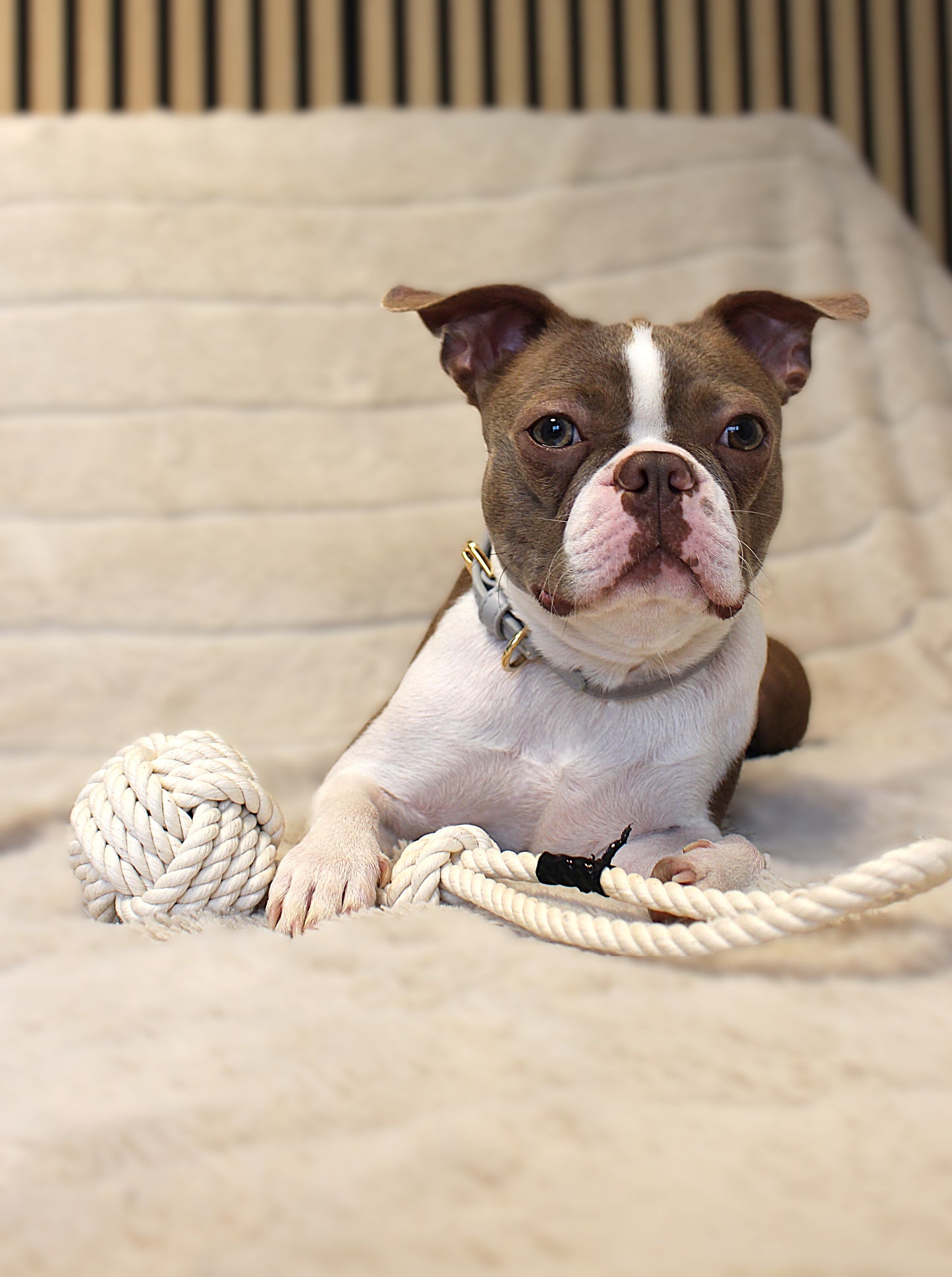 Halsband Samt & veganes Leder | grau | Jetzt online kaufen bei Dogs & Lifestyle