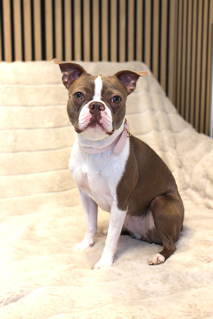 Halsband Samt & veganes Leder | rosa | Jetzt online kaufen bei Dogs & Lifestyle