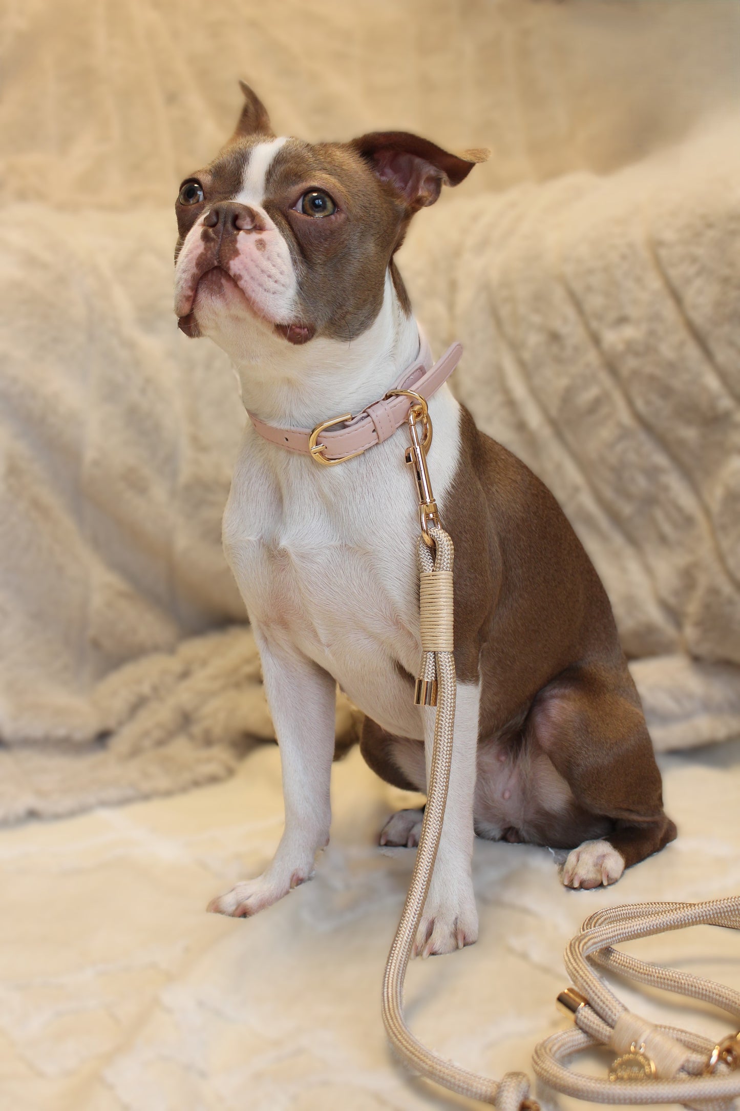 Halsband Samt & veganes Leder | rosa | Jetzt online kaufen bei Dogs & Lifestyle