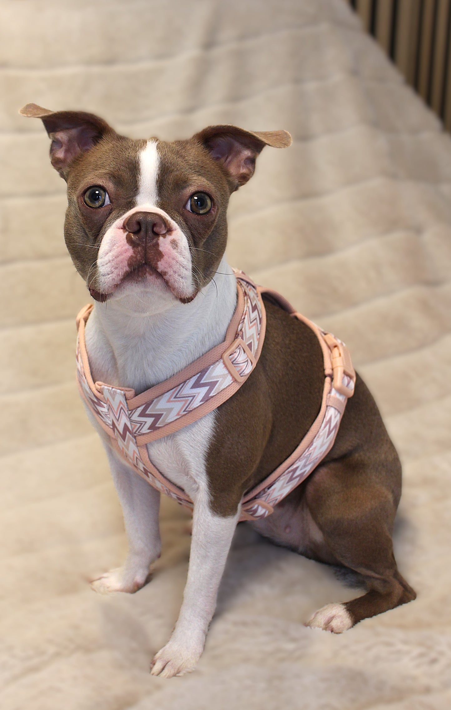 Hundegeschirr Ziggy | rosa | Jetzt online kaufen bei Dogs & Lifestyle