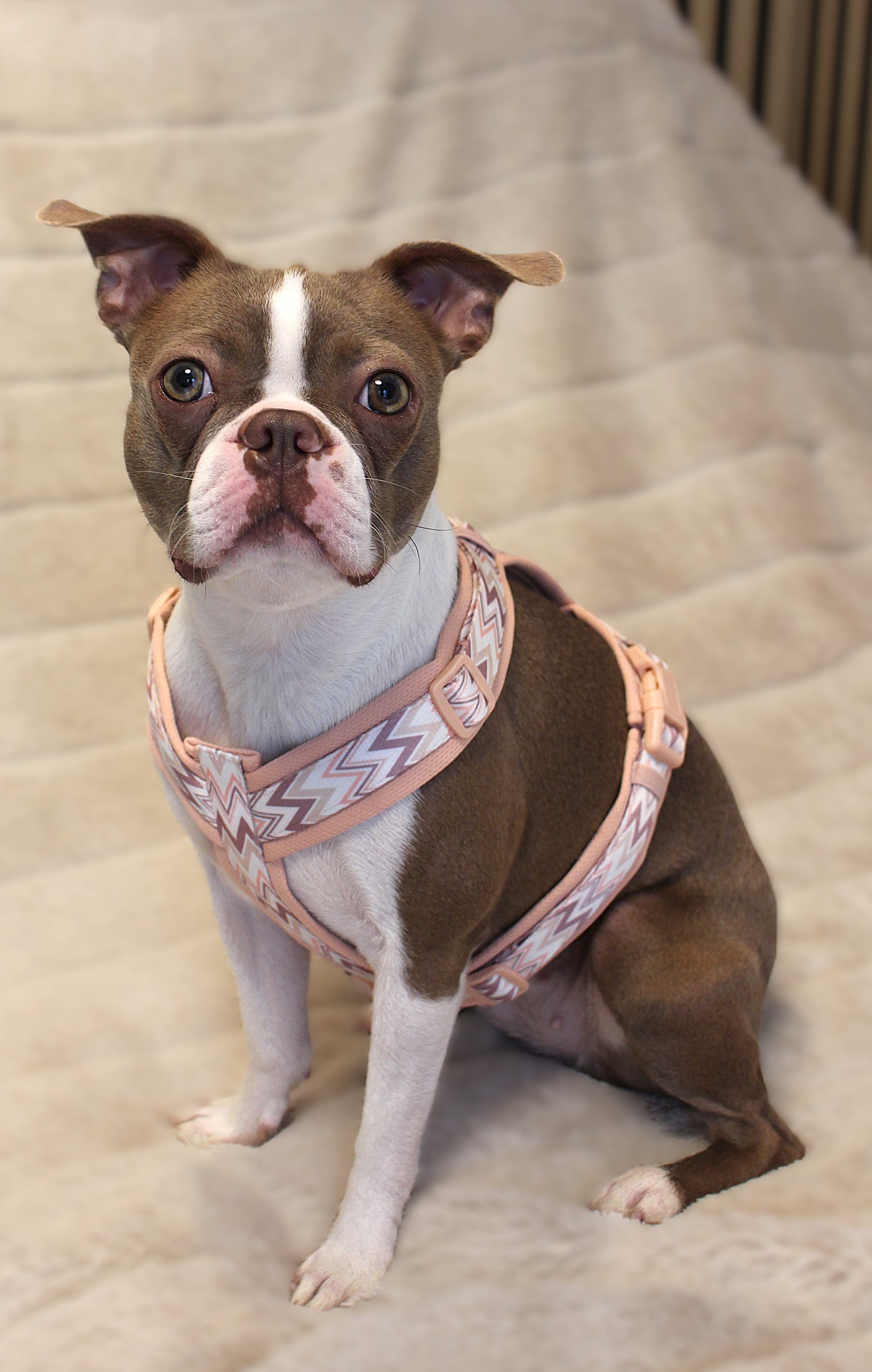 Hundegeschirr Ziggy | rosa | Jetzt online kaufen bei Dogs & Lifestyle