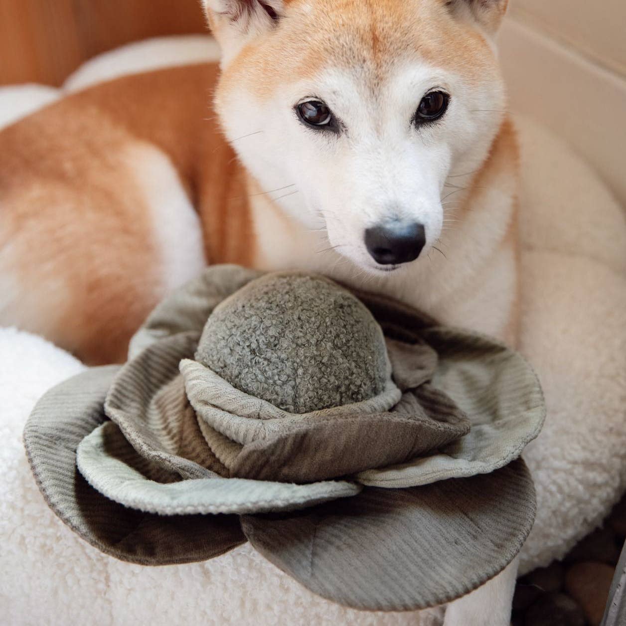 Hundespielzeug mit Belohnungseffekt | Kohl POPPI | versch. Varianten | Jetzt online kaufen bei Dogs & Lifestyle