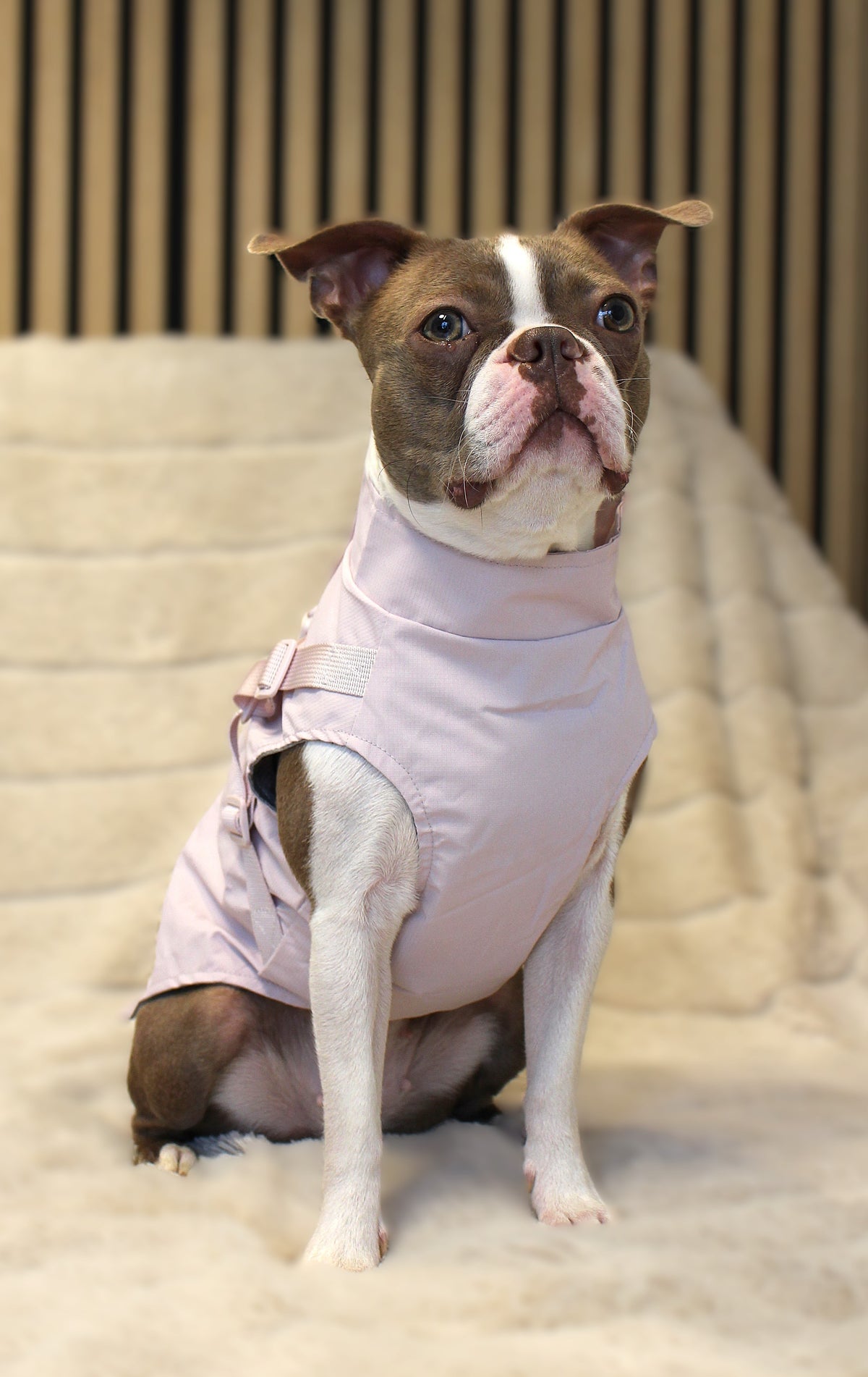 Hunde-Regenmantel | pastellrosa | Jetzt online kaufen bei Dogs & Lifestyle
