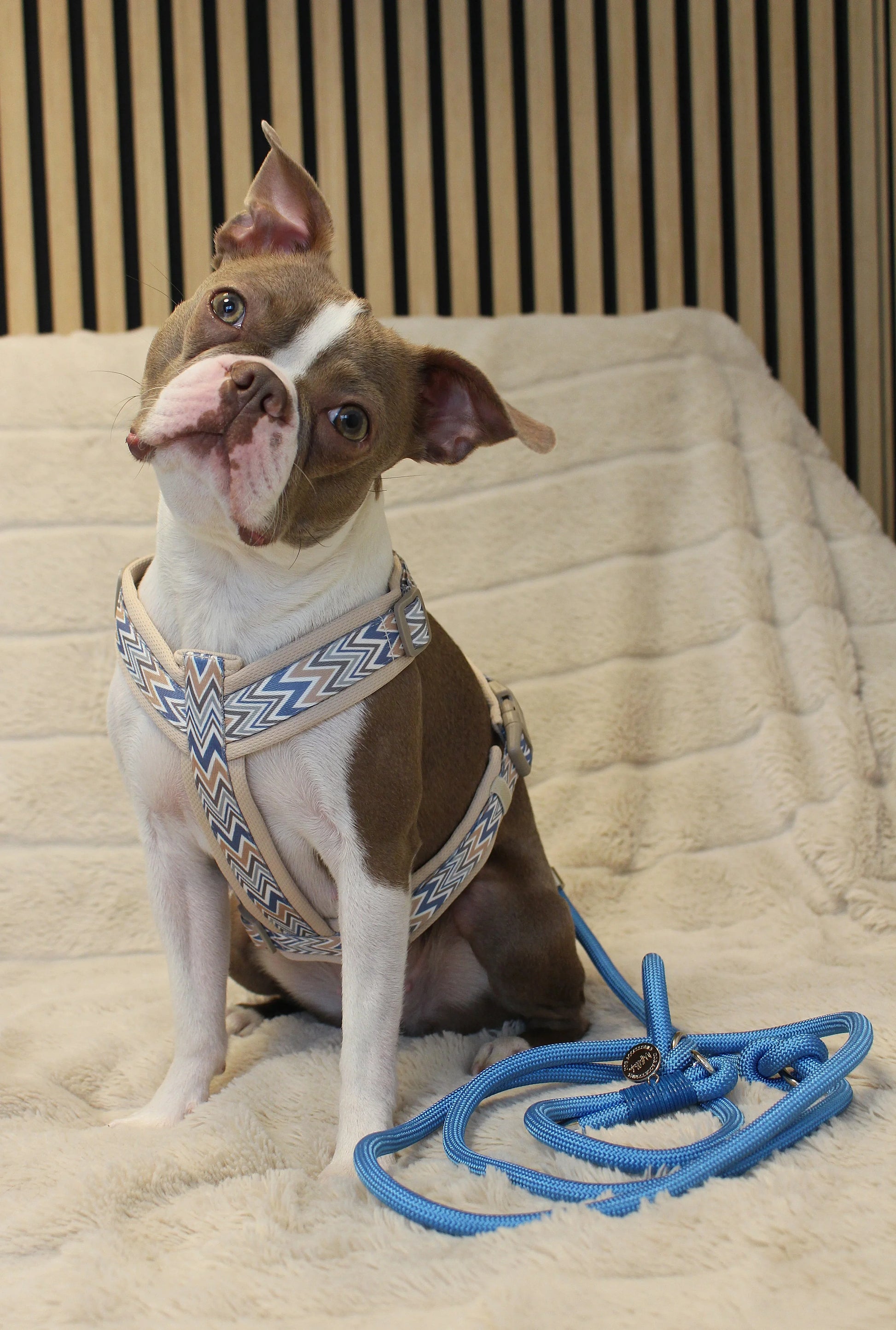 Hundegeschirr Ziggy | blau | Jetzt online kaufen bei Dogs & Lifestyle