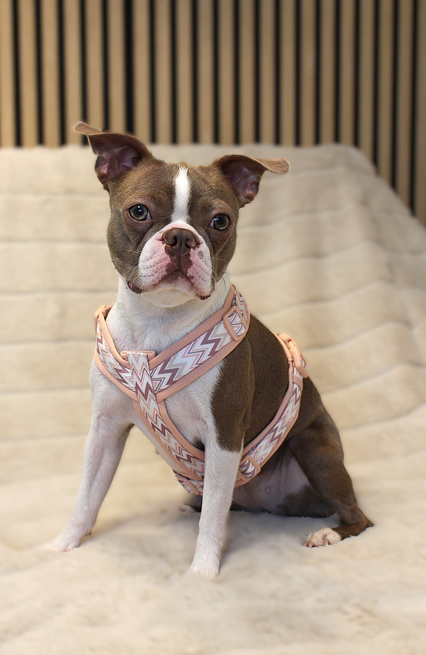 Hundegeschirr Ziggy | rosa | Jetzt online kaufen bei Dogs & Lifestyle