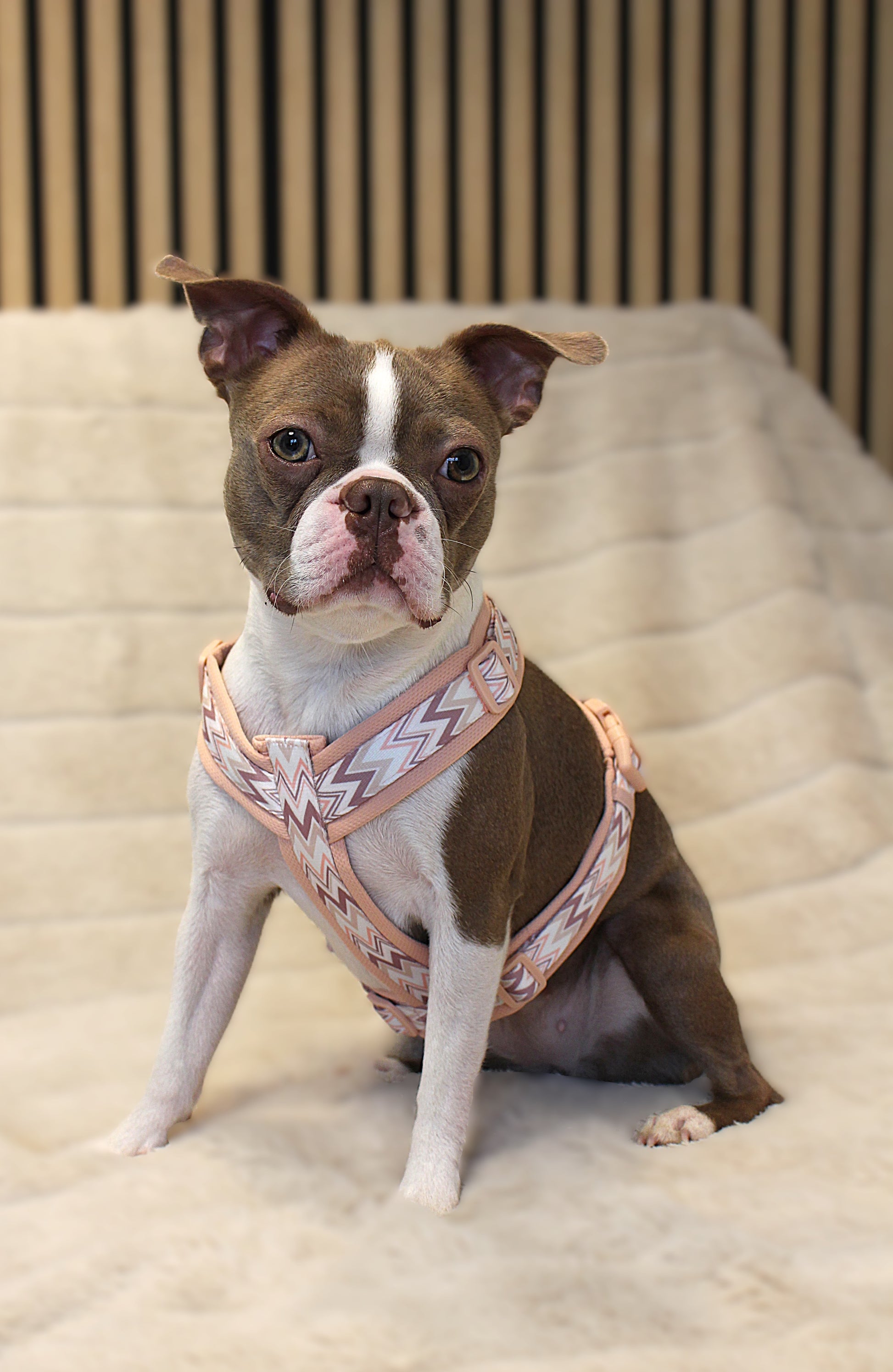 Hundegeschirr Ziggy | rosa | Jetzt online kaufen bei Dogs & Lifestyle